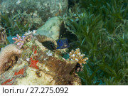 Baby Bluetail Trunkfish (Ostracion cyanurus) hiding in the amphorae. Стоковое фото, фотограф Некрасов Андрей / Фотобанк Лори
