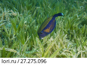 Baby Bluetail Trunkfish (Ostracion cyanurus) swims in the green sea grass. Стоковое фото, фотограф Некрасов Андрей / Фотобанк Лори