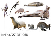 australia animals isolated. Стоковое фото, фотограф Яков Филимонов / Фотобанк Лори