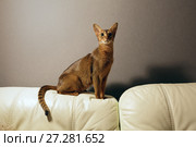 Абиссинская кошка, сидящая на спинке дивана. Стоковое фото, фотограф Bala-Kate / Фотобанк Лори