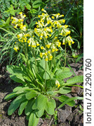 Примула весенняя (лат. Primula veris) цветет в саду. Стоковое фото, фотограф Елена Коромыслова / Фотобанк Лори