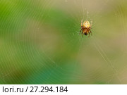 Паук крестовик (лат. Araneus)  - род аранеоморфных пауков семейства кругопрядов  (лат. Araneidae) на паутине с добычей. Зеленый фон. Стоковое фото, фотограф Наталья Гармашева / Фотобанк Лори