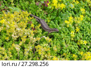 Живородящая ящерица (лат. Zootoca vivipara) Стоковое фото, фотограф Елена Коромыслова / Фотобанк Лори