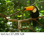 Toucan toco. Стоковое фото, фотограф Яков Филимонов / Фотобанк Лори