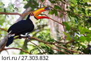 Toco toucan. Стоковое фото, фотограф Яков Филимонов / Фотобанк Лори