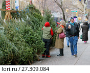 Продажа новогодних елок на елочном базаре на Fifth Avenue в Манхеттене, Нью-Йорк, США (2017 год). Редакционное фото, фотограф Валерия Попова / Фотобанк Лори