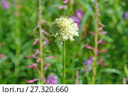 Cephalaria gigantea, семейство Ворсянковые (Dipsacaceae). Головчатка гигантская. Стоковое фото, фотограф Овчинникова Ирина / Фотобанк Лори