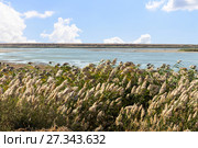 Dry Reed (Scirpus gen.) spinney in river. Стоковое фото, фотограф Евгений Ткачёв / Фотобанк Лори
