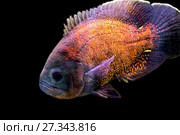 Рыба астронотус (Astronotus ocellatus) Стоковое фото, фотограф Евгений Ткачёв / Фотобанк Лори