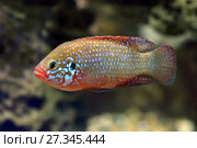 Хромис красавец - Hemichromis bimaculatus крупным планом в аквариуме. Стоковое фото, фотограф Григорий Писоцкий / Фотобанк Лори