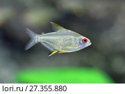 Тетра Лимонная или Пульхрипиннис (лат. Hyphessobrycon pulchripinnis) Стоковое фото, фотограф Григорий Писоцкий / Фотобанк Лори