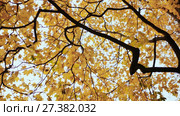 Yellow tops of maple trees in autumn. A park. Nature. Shooting in motion with electronic stabilization. (2017 год). Редакционное видео, видеограф Mikhail Davidovich / Фотобанк Лори