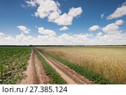 Россия; Ростовская область,  лето, поле, пшеница, дорога, кукурузное, кукуруза. Стоковое фото, фотограф Александр Циликин / Фотобанк Лори