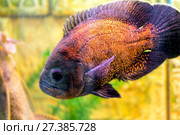 Рыба астронотус (Astronotus ocellatus) Стоковое фото, фотограф Евгений Ткачёв / Фотобанк Лори