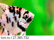 Angelfish (Pterophyllum scalare) in natural habitat, macro. Стоковое фото, фотограф Евгений Ткачёв / Фотобанк Лори