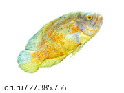 Astronotus ocellatus on white background. Стоковое фото, фотограф Евгений Ткачёв / Фотобанк Лори