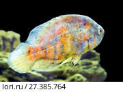 Astronotus ocellatus in their natural habitat. Стоковое фото, фотограф Евгений Ткачёв / Фотобанк Лори