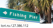 The osprey sits on the road sign "Fishing pier", Florida, USA (2018 год). Стоковое фото, фотограф Ирина Кожемякина / Фотобанк Лори