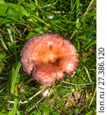 Edible mushroom in the forest closeup. Lactarius torminosus. Стоковое фото, фотограф Евгений Ткачёв / Фотобанк Лори