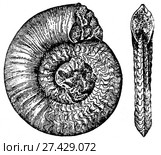 Doricranites (Balatonites) bogdoanus  Buch. Ископаемые организмы. Стоковая иллюстрация, иллюстратор Макаров Алексей / Фотобанк Лори