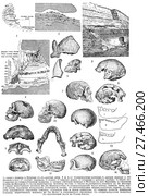 Ископаемый человек. Стоковая иллюстрация, иллюстратор Макаров Алексей / Фотобанк Лори