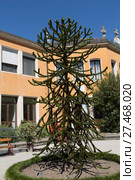 Араукария чилийская — Araucaria araucana (Molina) K.Koch, ботанический сад, Падуя, Италия (2017 год). Стоковое фото, фотограф Наталья Волкова / Фотобанк Лори