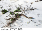 Eastern diamondback rattlesnake with sticking out tongue. St George Island State Park, Florida, USA (2017 год). Стоковое фото, фотограф Ирина Кожемякина / Фотобанк Лори