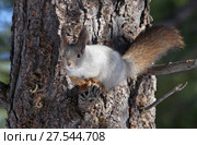 Белка обыкновенная, или векша (лат. Sciurus vulgaris). Зверек зимой сидит на ветках дерева, Ямало-Ненецкий автономный округ. Стоковое фото, фотограф Григорий Писоцкий / Фотобанк Лори