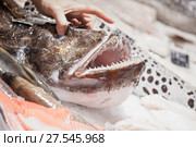 Male hand lifting up angler fish. Стоковое фото, фотограф EugeneSergeev / Фотобанк Лори