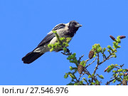 Серая ворона (лат. Corvus cornix). Птица сидит на ветвях ели. Ямало-Ненецкий автономный округ. Стоковое фото, фотограф Григорий Писоцкий / Фотобанк Лори