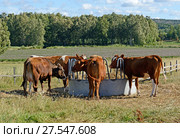 Dairy cows of breed Ayshire.  Aland Islands, Finland. Стоковое фото, фотограф Валерия Попова / Фотобанк Лори