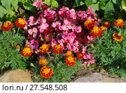 Бегония вечноцветущая (лат. Begonia semperflorens) и бархатцы (лат. Tagetes) на клумбе в саду. Стоковое фото, фотограф Елена Коромыслова / Фотобанк Лори