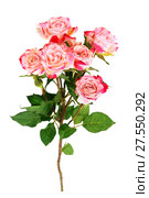 Flower pink roses. Стоковое фото, фотограф ElenArt / Фотобанк Лори