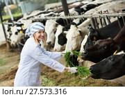 Young woman feeding cows with grass at cowhouse. Стоковое фото, фотограф Яков Филимонов / Фотобанк Лори