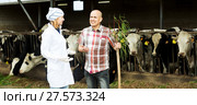 Couple of vets working with milky cows. Стоковое фото, фотограф Яков Филимонов / Фотобанк Лори