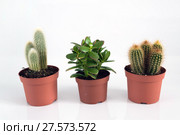 Crassula and Cactus in pot on white background. Стоковое фото, фотограф Володина Ольга / Фотобанк Лори
