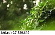 Hop bush in the garden. Стоковое видео, видеограф Ярослав Данильченко / Фотобанк Лори