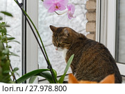 Domestic cat sitting on windowsill. Стоковое фото, фотограф Okssi / Фотобанк Лори