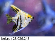 Angelfish (Pterophyllum scalare), macro. Стоковое фото, фотограф Евгений Ткачёв / Фотобанк Лори