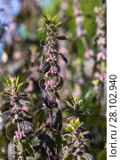 Пустырник (Leonurus cardiaca, Herba Leonuri) Стоковое фото, фотограф Ольга Сейфутдинова / Фотобанк Лори