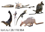 australian animals isolated. Стоковое фото, фотограф Яков Филимонов / Фотобанк Лори