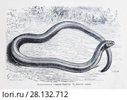 Веретеница (Anguis fragilis) - рисунок  из книги А. Брэма "Жизнь животных" 1896 г. Стоковая иллюстрация, иллюстратор Вера Смолянинова / Фотобанк Лори