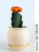 Grafted Cactus in white pot on white background. Стоковое фото, фотограф Володина Ольга / Фотобанк Лори