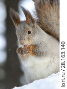 Белка обыкновенная, или векша (лат. Sciurus vulgaris). Портрет животного зимним днем, Ямало-Ненецкий автономный округ. Стоковое фото, фотограф Григорий Писоцкий / Фотобанк Лори