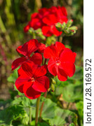 Цветы красной пеларгонии зональной (лат. Pelargonium zonale) крупным планом. Стоковое фото, фотограф Елена Коромыслова / Фотобанк Лори