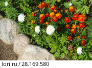 Бордюр с бархатцами (лат. Tagetes) и астрами (лат. Aster) Стоковое фото, фотограф Елена Коромыслова / Фотобанк Лори