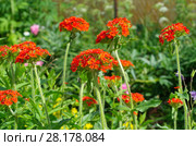 Лихнис Скарлет Халцедонский (лат. Lychnis chalcedonica ) цветет в саду. Стоковое фото, фотограф Елена Коромыслова / Фотобанк Лори