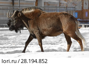 Black wildebeest or white-tailed gnu (Connochaetes gnou) walking in snow. Стоковое фото, фотограф Валерия Попова / Фотобанк Лори