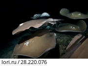 School of Pink whipray (Himantura fai) swim over reef in the night. Стоковое фото, фотограф Некрасов Андрей / Фотобанк Лори