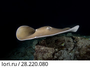 Pink whipray (Himantura fai) swim over reef in the night. Стоковое фото, фотограф Некрасов Андрей / Фотобанк Лори